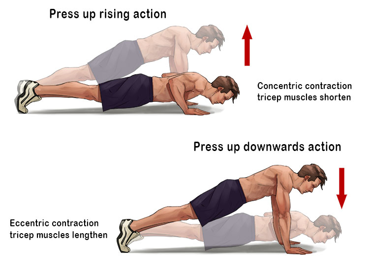 A press up is an example of an isotonic contraction